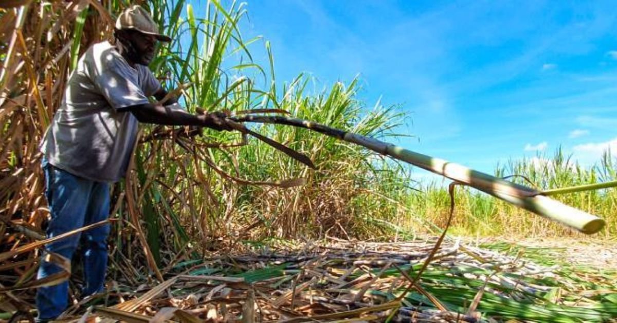 Cana-de-açúcar impulsiona empregos no agronegócio mineiro