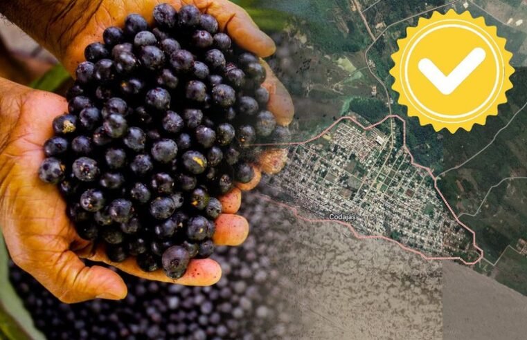 Açaí de Codajás (AM) passa a ser mais um produto da Amazônia Ocidental com registro de Indicação Geográfica