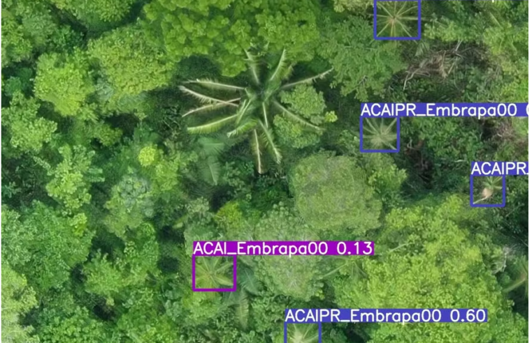 Identificação de Espécies Florestais de Valor Comercial na Amazônia por Meio de Inteligência Artificial
