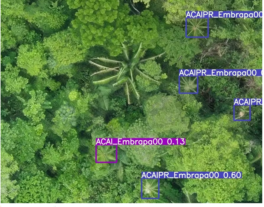 Identificação de Espécies Florestais de Valor Comercial na Amazônia por Meio de Inteligência Artificial