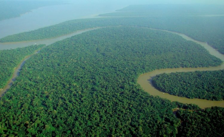 Banco Interamericano e bancos públicos anunciam ETF da Amazônia